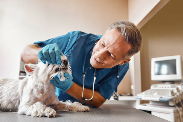Best Emergency Dental Care for Trauma or Injury in Ithaca, NY